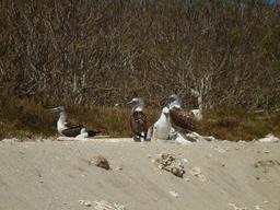 Baby blue-footed boobies on the beach at Isla Isabela.