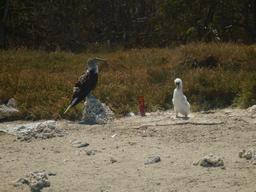 Baby boobie on the beach on the East side of Isla Isabela.
