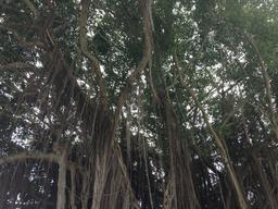 A beautiful banyon tree on the way to town.