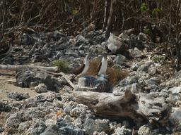 Good view of the blue feet of the blue-footed boobies on Isla Isabela.