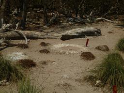 Blue-footed boobie nest with egg sans nesting bird.  Hope we didn't scare away the bird responsible for that egg.