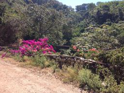 Saw this bridge hiking from Chacala to Las Cavas