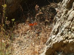Dragonfly enjoying one of the 3 pools