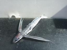 One of the biggest flying fish that hitched a ride on Crazy Love.