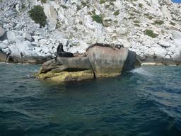 Sea lions in Bahia Los Frailes.