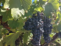 The vines were full of plump grapes. Lovely and sunny Sonoma wine country!