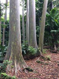 We stopped at a arboretum on the road to Hana and saw some exotic tropical plants.