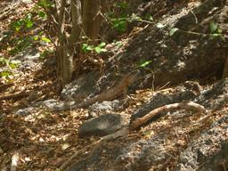 Iguana sunning itself.
