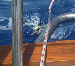 We caught a mahi mahi about 1000 miles out from Hilo.