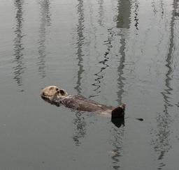 Monte is our friendly marina sea otter