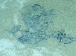 Baby turtles hatched at the Office