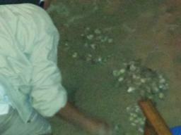 Turtle eggs being taken away from the Office