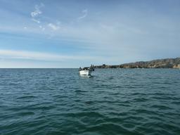 This is a panga moored in Turtle Bay.  The locals use these for everything from taxi to fishing boat. This one seems to be overrun with pelicans at the moment.
