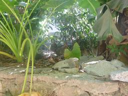 There are two roosters in this photo.  There were many more on the hike.