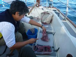 More tuna than we can possibly eat.  We did our best making steaks and filets.