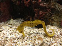 Seahorse at the Secret Lives of Seahorses exhibit at the Monterey Bay Aquarium