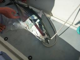 We caught this skipjack tuna on the way from Isla Isabela to San Blas.