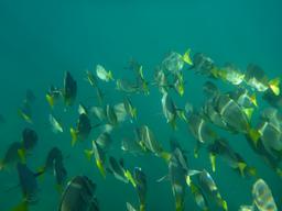 There was a big school of these fish every day we went snorkeling.