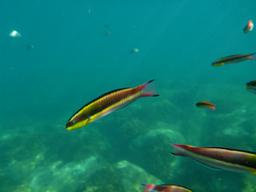 These reddish fish would surround us out of nowhere and come right up to the camera.