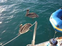 The pelicans helped me splice a new spinnaker halyard.