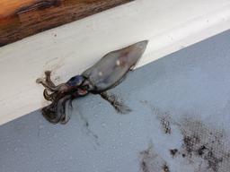 Maybe they don't fly but it still is a mystery to me how they get on the boat.