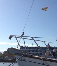 Yellowbirds must mean we're in the tropics.